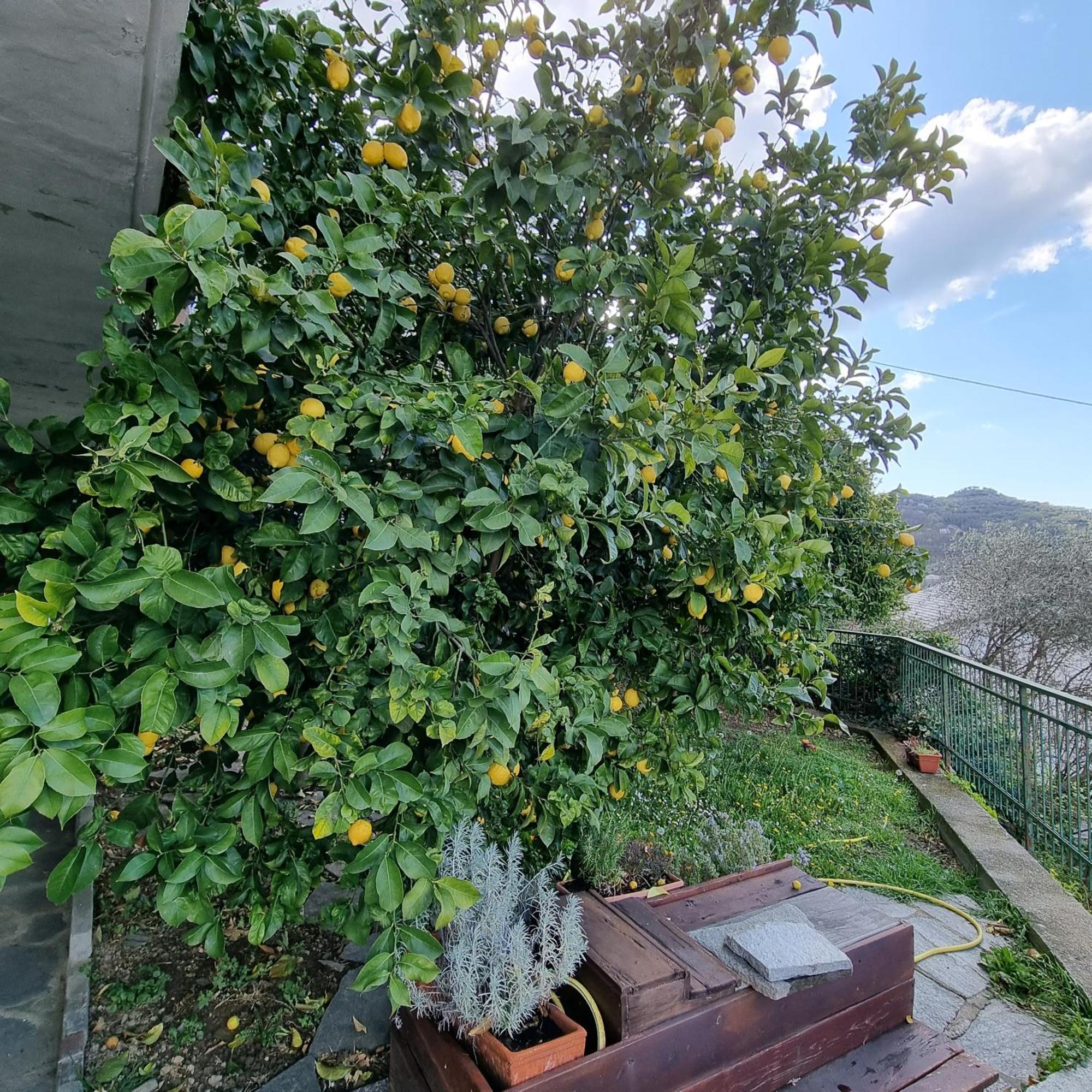 B&B La Terrazza Sui Fieschi Cogorno 외부 사진